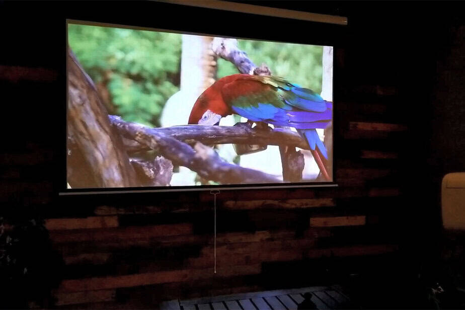 Quality projection screen displaying vibrant nature scene with colorful bird.